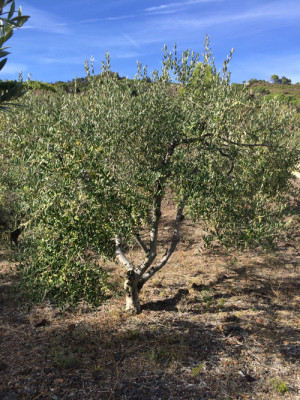 L'Olio del Priorat L'Olio del Priorat