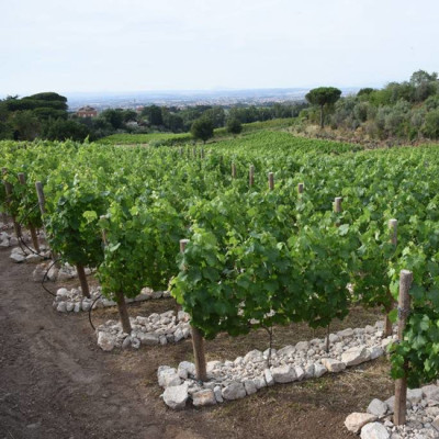I vigneti di Cantina Imperatori I vigneti di Cantina Imperatori