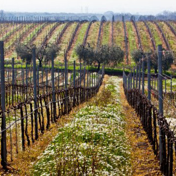 I vigneti di Ômina Romana I vigneti di Ômina Romana