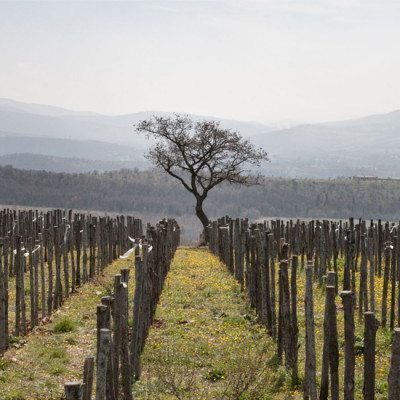 I vigneti di San Giovenale I vigneti di San Giovenale