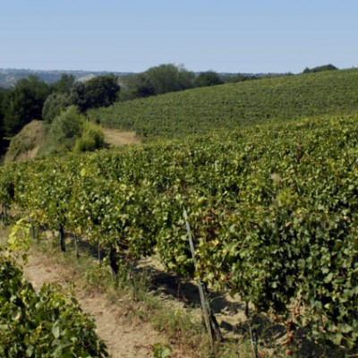 I vigneti di Paolo e Noemia d'Amico I vigneti di Paolo e Noemia d'Amico