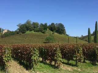 Jermann, una fiaba chiamata Collio Jermann, una fiaba chiamata Collio