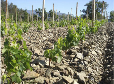 Che fine ha fatto il Galestro? Che fine ha fatto il Galestro?