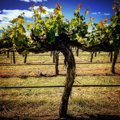 Australia: Coonawarra e Cabernet Sauvignon, una vecchia relazione Australia: Coonawarra e Cabernet Sauvignon, una vecchia relazione