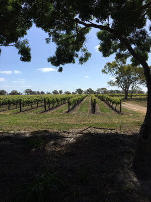 Australia: Coonawarra e Cabernet Sauvignon, una vecchia relazione Australia: Coonawarra e Cabernet Sauvignon, una vecchia relazione