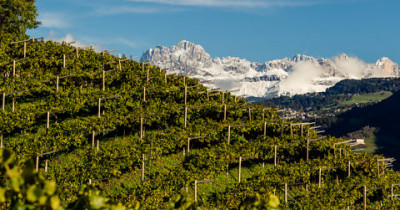 Alto Adige nel calice Alto Adige nel calice