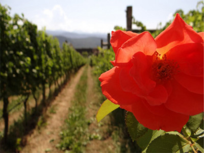 I vini proibiti / Castel Sallegg I vini proibiti / Castel Sallegg