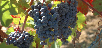 Torniamo sul Lambrusco Torniamo sul Lambrusco