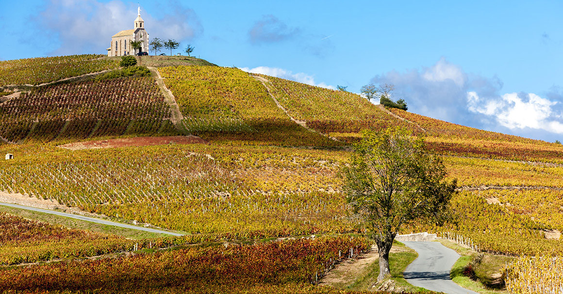 le vigne le vigne