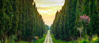 Ornellaia / Masseto / Sassicaia Ornellaia / Masseto / Sassicaia