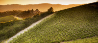 Castello dei Rampolla / Castello di Ama Castello dei Rampolla / Castello di Ama