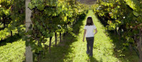 Il Vino dei Bambini Il Vino dei Bambini