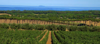 Bolgheri e la Costa Bolgheri e la Costa