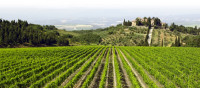 Gruppo Marchesi de' Frescobaldi Gruppo Marchesi de' Frescobaldi