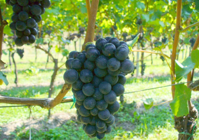 A proposito di Pinot Nero A proposito di Pinot Nero