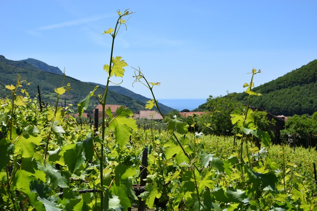 Tra gli antichi vitigni dei Monti Lattari Tra gli antichi vitigni dei Monti Lattari