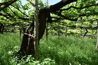 Tra gli antichi vitigni dei Monti Lattari Tra gli antichi vitigni dei Monti Lattari