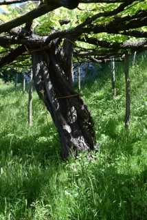 Tra gli antichi vitigni dei Monti Lattari Tra gli antichi vitigni dei Monti Lattari