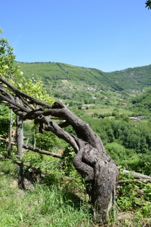 Tra gli antichi vitigni dei Monti Lattari Tra gli antichi vitigni dei Monti Lattari