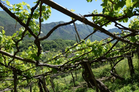 Tra gli antichi vitigni dei Monti Lattari Tra gli antichi vitigni dei Monti Lattari