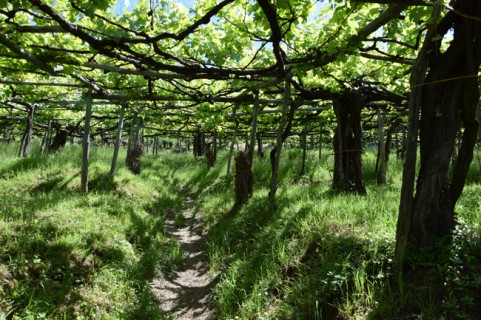 Tra gli antichi vitigni dei Monti Lattari Tra gli antichi vitigni dei Monti Lattari