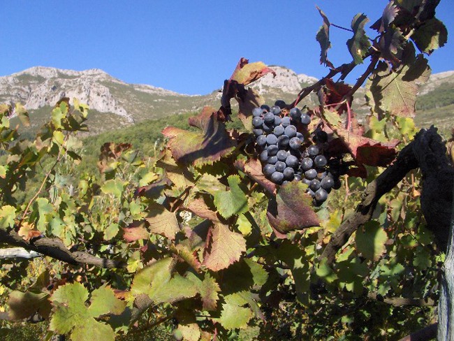 Tra gli antichi vitigni dei Monti Lattari Tra gli antichi vitigni dei Monti Lattari