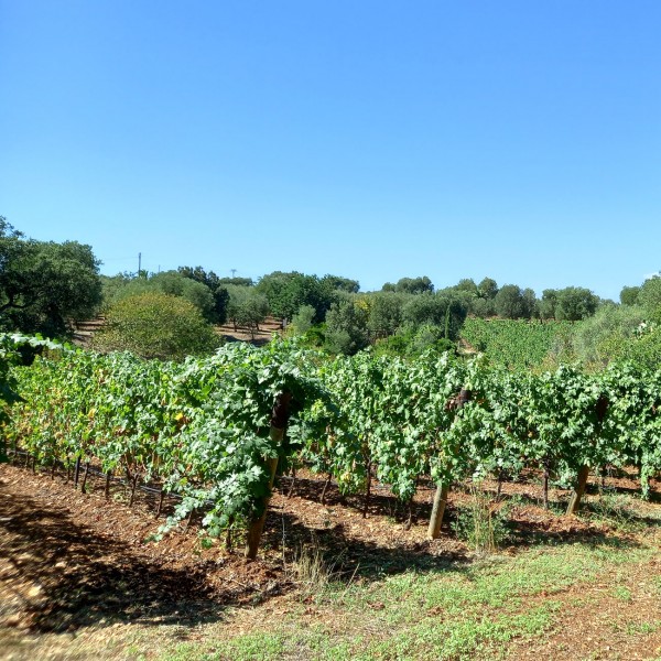 Vigna di Ostuni Bianco di Villa Agreste Vigna di Ostuni Bianco di Villa Agreste