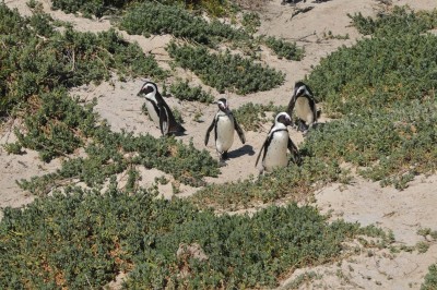 Racconti di Viaggio / Sudafrica: tra vigneti e savana Racconti di Viaggio / Sudafrica: tra vigneti e savana