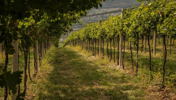 Una delle vigne di Costa Arènte Una delle vigne di Costa Arènte