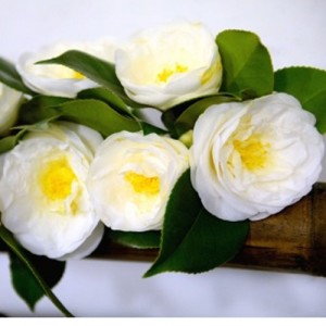 Fotografia Fotografia