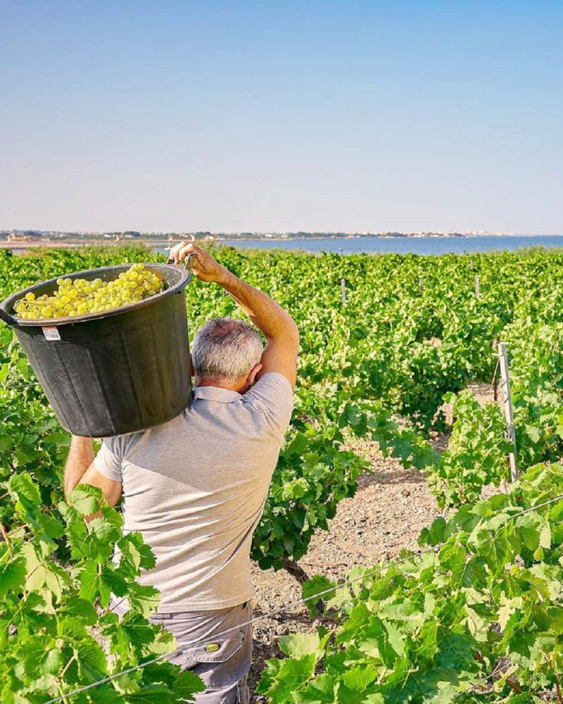La raccolta delle uve Grillo La raccolta delle uve Grillo