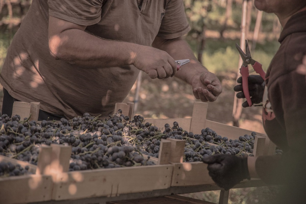 La selezione dei grappoli