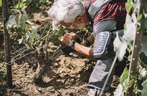 La cura della pianta dei Preparatori d'Uva