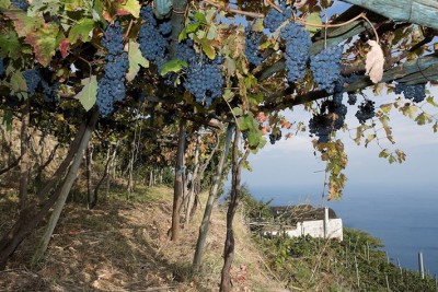 La vista dalle vigne della cantina Furore Marisa Cuomo