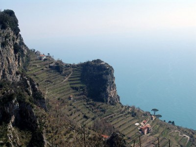 Le vigne aziendali della Costiera Malfitana