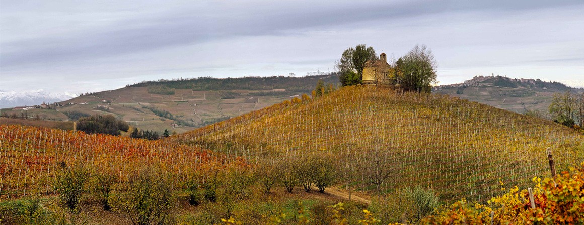 vigne Podere Rocche dei Manzoni