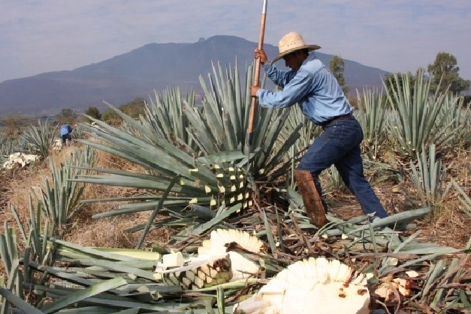 La raccolta dell'agave tequilana Weber