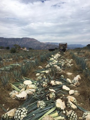 L'agave tequilana Weber