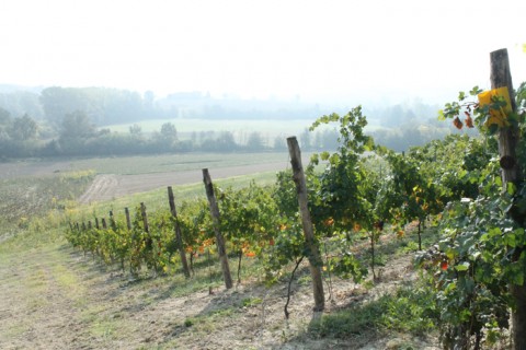 Le vigne dell'azienda MOntariolo