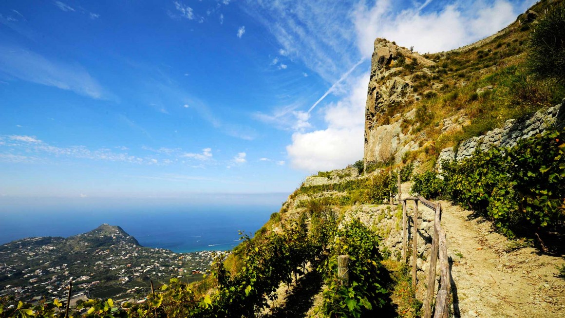 Le vigne di Casa D'Ambra affacciate sul mare