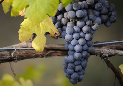 Il Nebbiolo in vigna