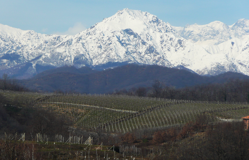 Le vigne del Nebbiolo