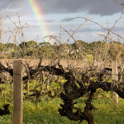 Le vigne di Cabernet Sauvignon di Penfolds