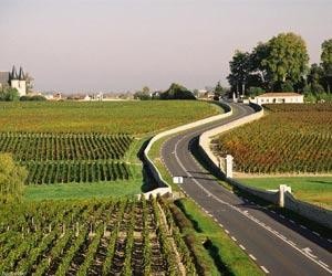 Le vigne di Cabernet Sauvignon a Pauillac