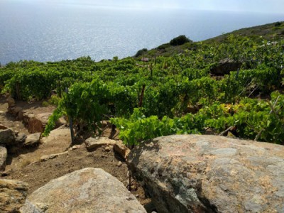 Le vigne dei Viticoltori Isola del Giglio