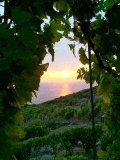 Le vigne dei Viticoltori Isola del Giglio