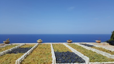 L'appassimento delle uve nelle Cantine Colosi