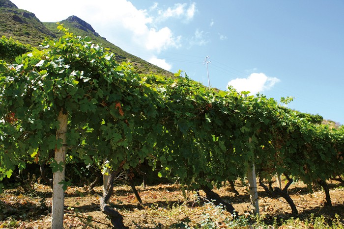 Le vigne delle Cantine Colosi