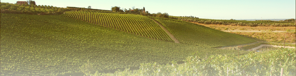 L'azienda e i vigneti della Fattoria Zerbina sulle colline ad ovest del fiume Marzeno