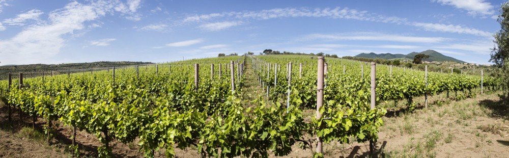 Le vigne di Cantine del Notaio